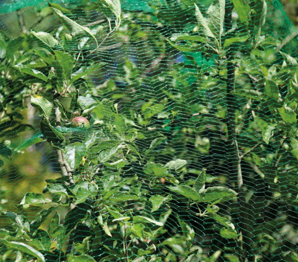 Dehner Pflanzenfolien & Ernteschutz > Vogelschutz-Netz