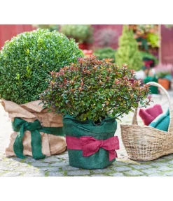 Dehner Pflanzenfolien & Ernteschutz|Mehr Blumentopfzubehör - Winterschutz Jute-Dekoband, ca. L300/B6 cm Dunkelgrün