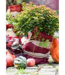 Dehner Winterschutz Jute-Dekoband, ca. L300/B6 cm Natur New