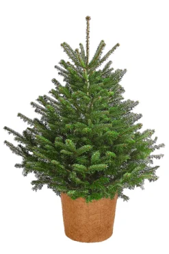 Dehner Pflanzenfolien & Ernteschutz|Mehr Blumentopfzubehör - Winterschutz Kokos-Topf, rund, Braun