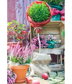 Dehner Pflanzenfolien & Ernteschutz|Mehr Blumentopfzubehör > Winterschutz Vlies