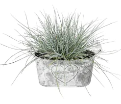 Dehner Pflanzkübel & Blumenkästen - Zink-Jardiniere mit Henkeln, ca. B26/H15/T11,5 cm