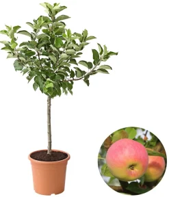 Dehner Obstbäume|Säulenobst & Zwergobst > Zwergapfel 'Croquella'