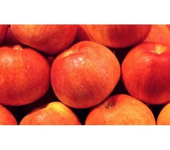 Dehner Obstbäume|Säulenobst & Zwergobst > Zwergapfel 'Croquella'