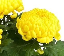 Dehner Terrassenpflanzen > Deko-Chrysantheme