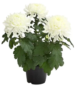 Dehner Terrassenpflanzen - Deko-Chrysantheme Weiß