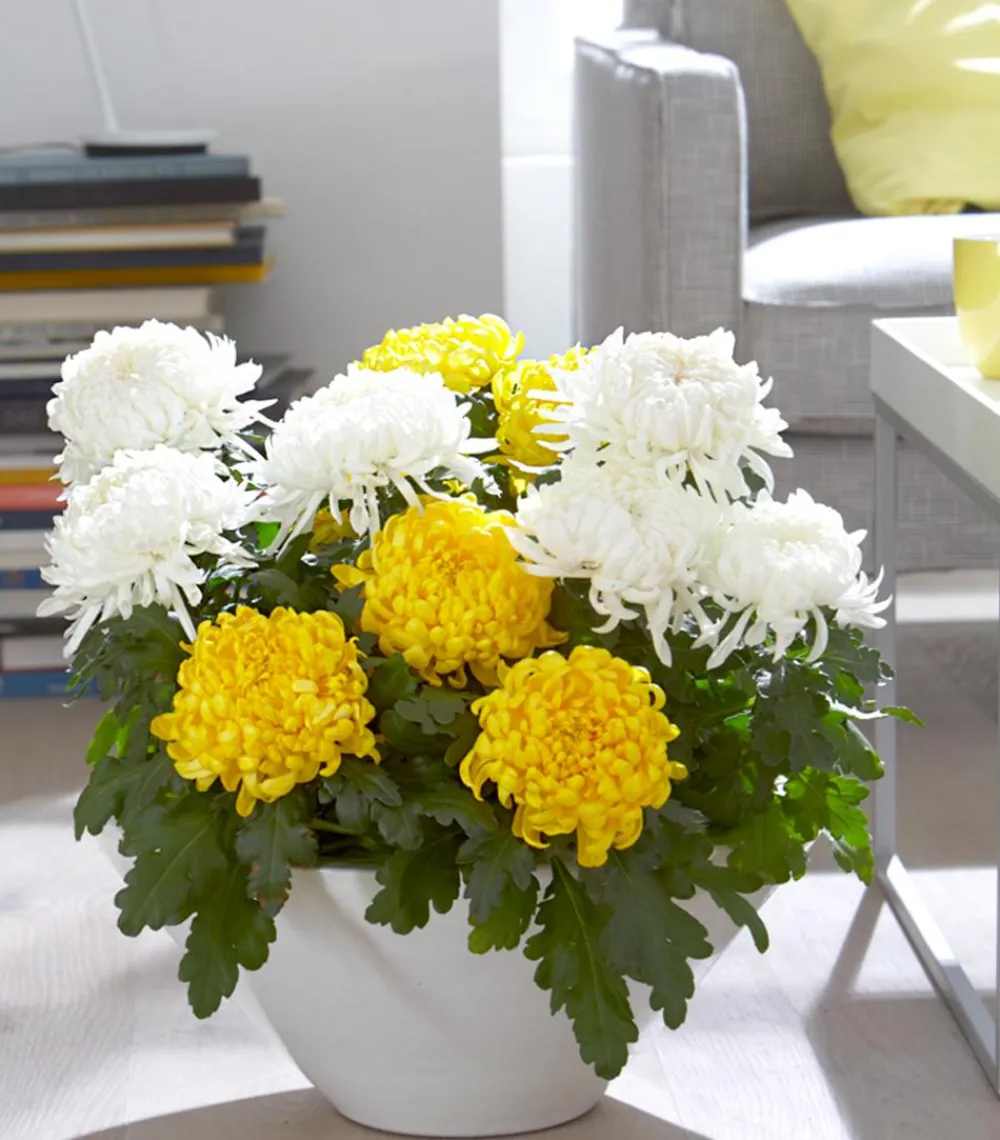 Dehner Terrassenpflanzen - Deko-Chrysantheme Weiß
