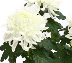 Dehner Terrassenpflanzen - Deko-Chrysantheme Weiß