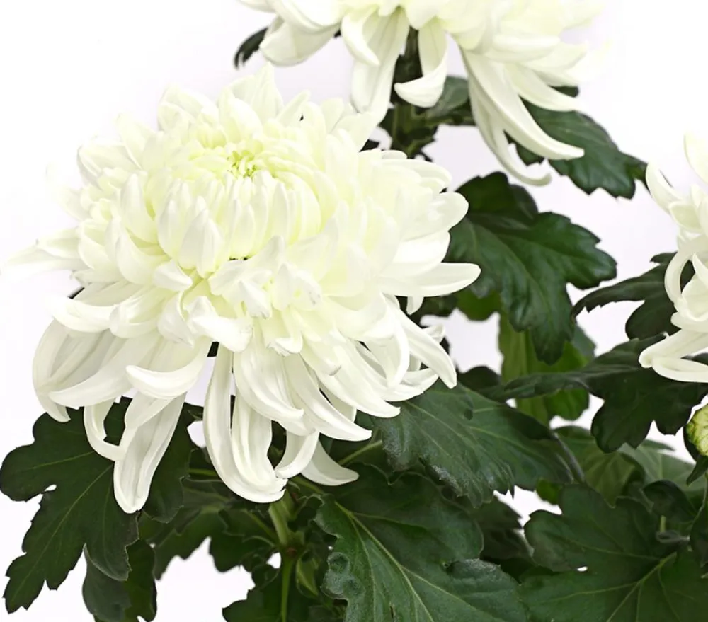 Dehner Terrassenpflanzen - Deko-Chrysantheme Weiß