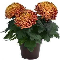 Dehner Terrassenpflanzen - Deko-Chrysantheme Bronze