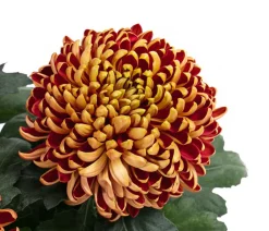 Dehner Terrassenpflanzen - Deko-Chrysantheme Bronze
