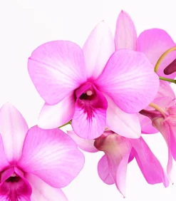Dehner Dendrobium - Dendrobium cultivaris, verschiedene Sorten Discount