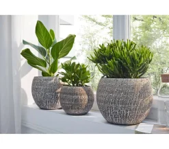 Dehner Sukkulenten > Dickblatt - Crassula cultivars, verschiedene Sorten