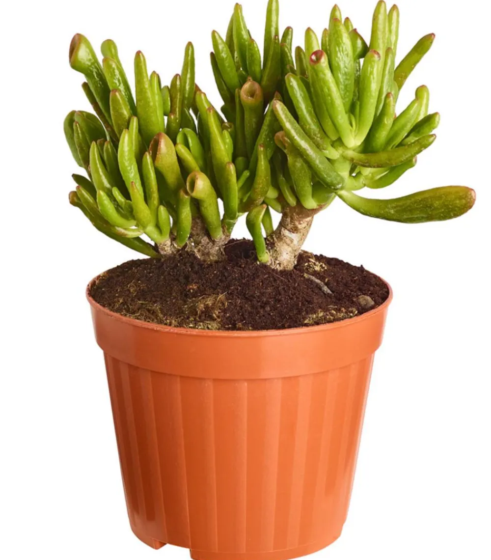 Dehner Sukkulenten > Dickblatt - Crassula cultivars, verschiedene Sorten