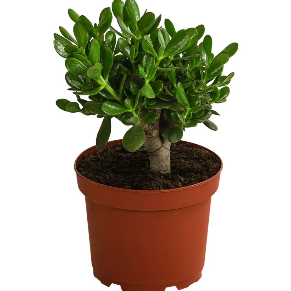Dehner Sukkulenten > Dickblatt - Crassula cultivars, verschiedene Sorten