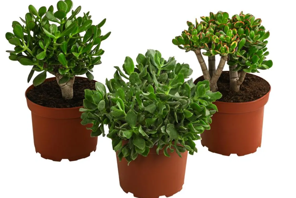 Dehner Sukkulenten > Dickblatt - Crassula cultivars, verschiedene Sorten