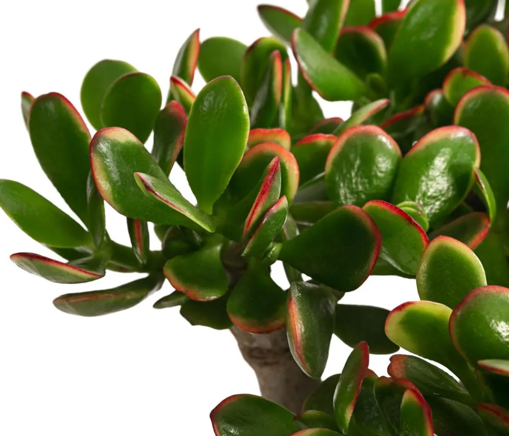 Dehner Sukkulenten > Dickblatt - Crassula cultivars, verschiedene Sorten