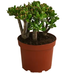 Dehner Sukkulenten > Dickblatt - Crassula cultivars, verschiedene Sorten