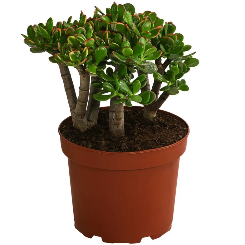 Dehner Sukkulenten > Dickblatt - Crassula cultivars, verschiedene Sorten