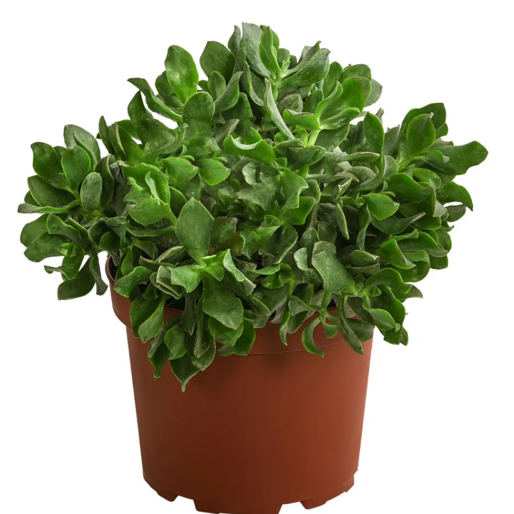 Dehner Sukkulenten > Dickblatt - Crassula cultivars, verschiedene Sorten