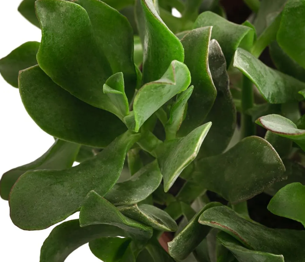 Dehner Sukkulenten > Dickblatt - Crassula cultivars, verschiedene Sorten