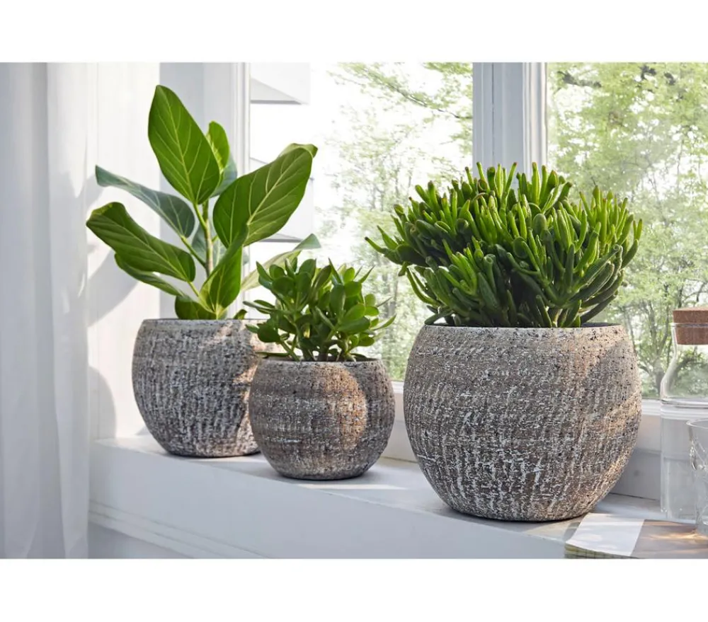 Dehner Sukkulenten - Dickblatt - Crassula cultivars, verschiedene Sorten