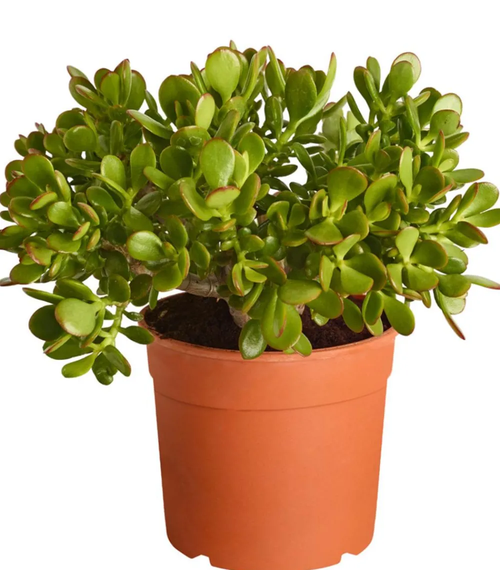 Dehner Sukkulenten - Dickblatt - Crassula cultivars, verschiedene Sorten