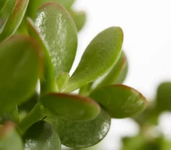 Dehner Sukkulenten - Dickblatt - Crassula cultivars, verschiedene Sorten