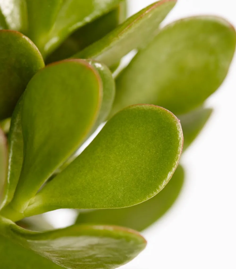 Dehner Sukkulenten - Dickblatt - Crassula cultivars, verschiedene Sorten