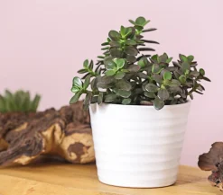 Dehner Sukkulenten > Dickblatt - Crassula ovata minor