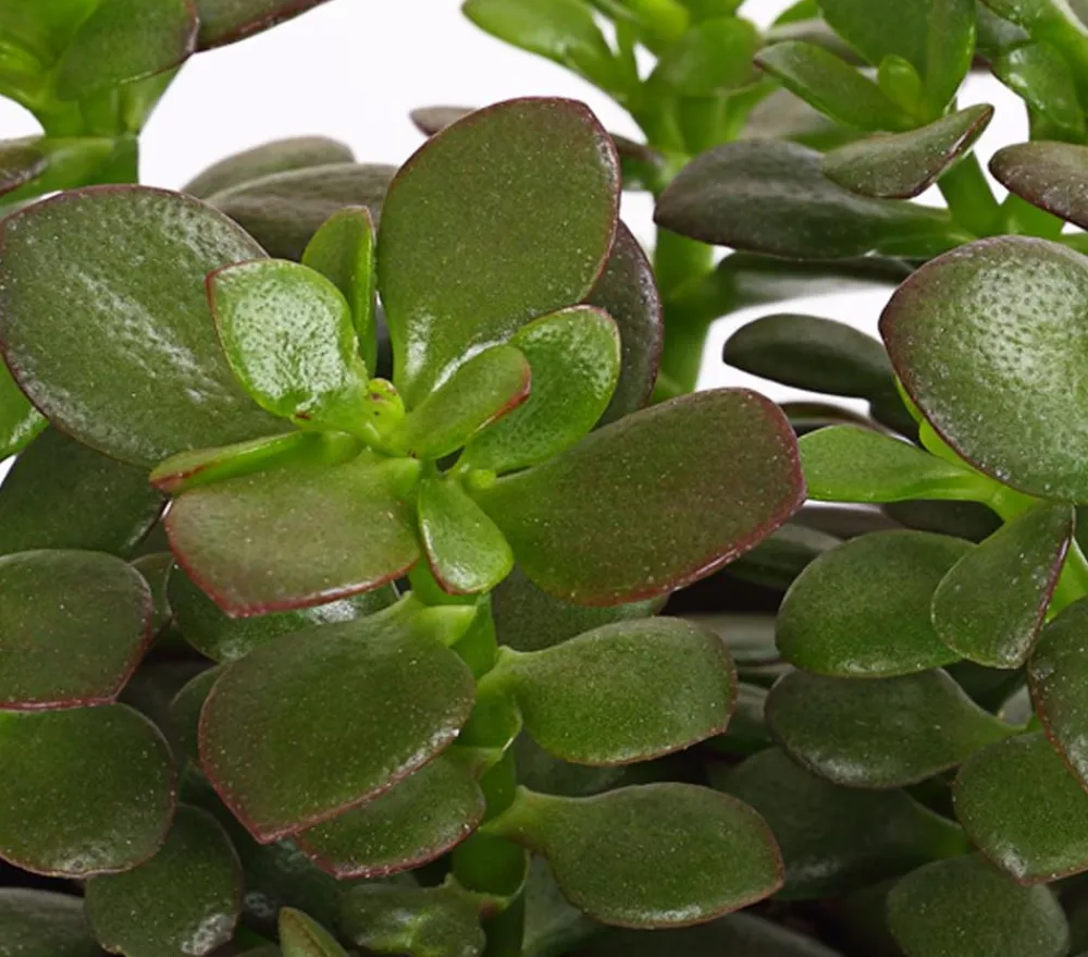Dehner Sukkulenten > Dickblatt - Crassula ovata minor