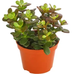 Dehner Sukkulenten > Dickblatt - Crassula ovata minor