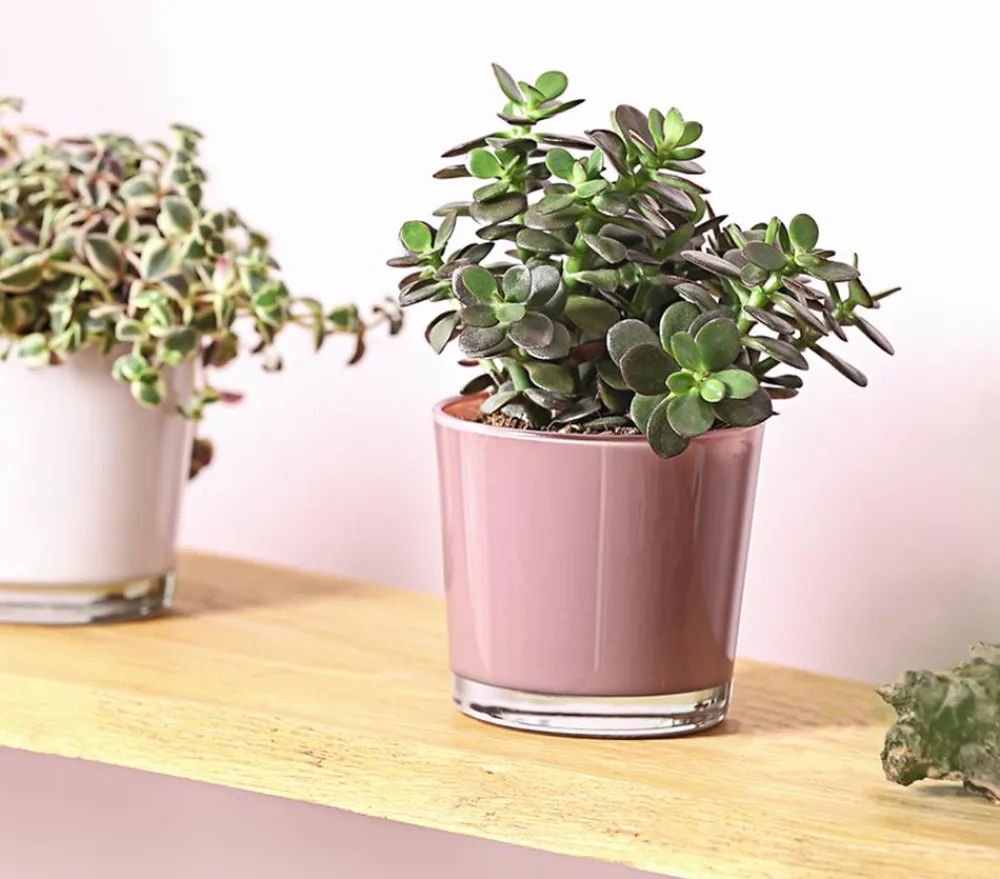 Dehner Dickblatt - Crassula ovata minor