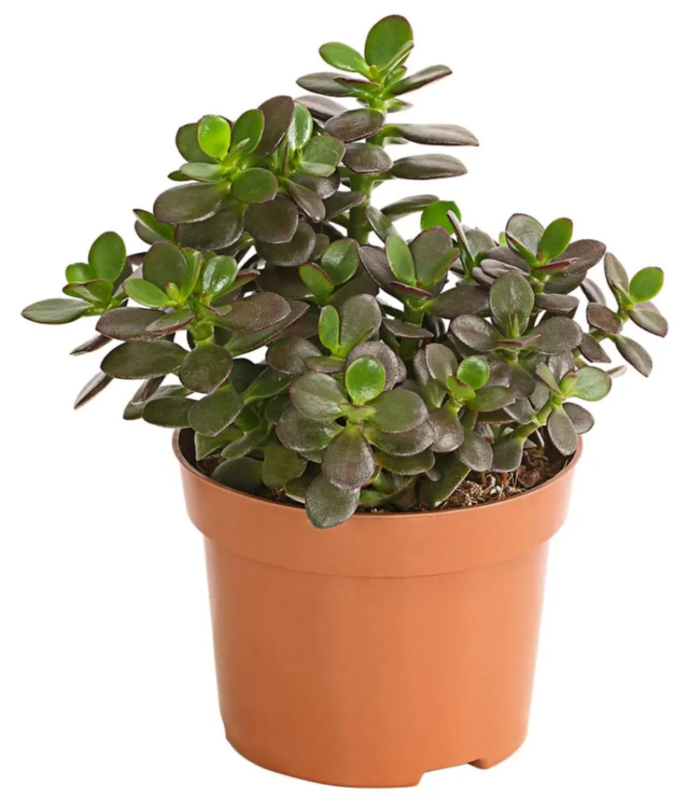 Dehner Dickblatt - Crassula ovata minor