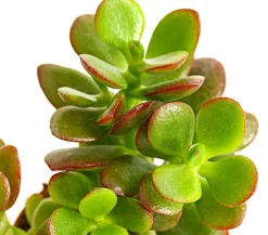 Dehner Sukkulenten - Dickblatt - Crassula ovata minor