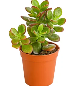 Dehner Sukkulenten - Dickblatt - Crassula ovata minor
