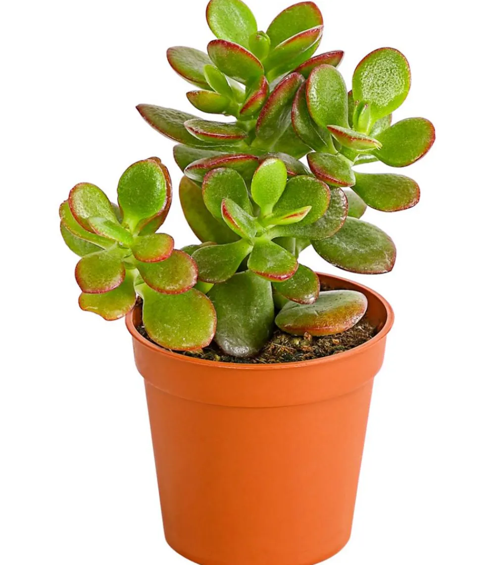 Dehner Sukkulenten - Dickblatt - Crassula ovata minor