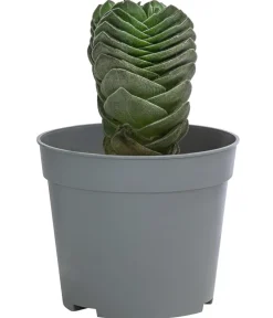 Dehner Sukkulenten|Kakteen > Dickblatt - Crassula pyramidalis 'Buddha's Temple'