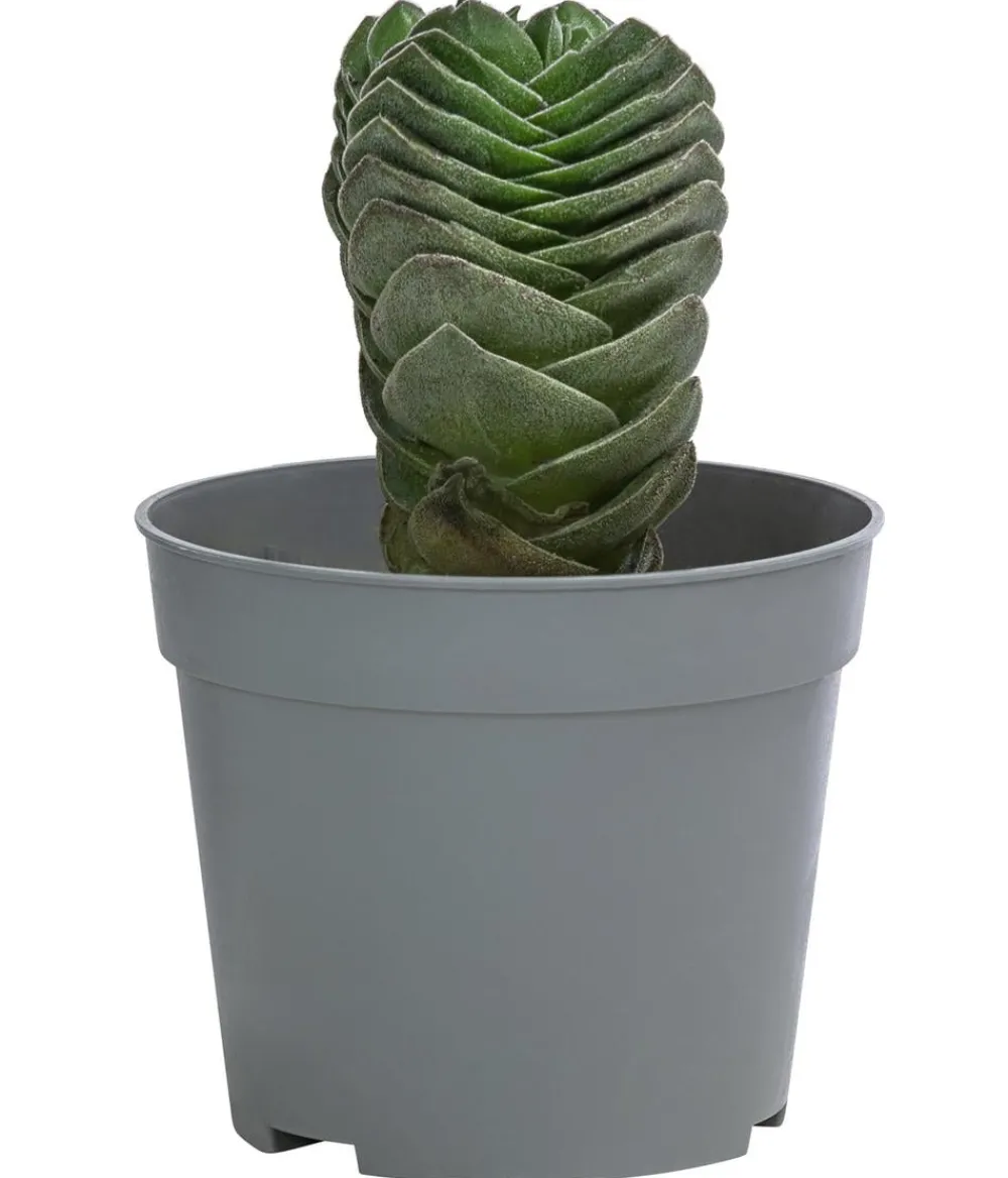 Dehner Sukkulenten|Kakteen > Dickblatt - Crassula pyramidalis 'Buddha's Temple'
