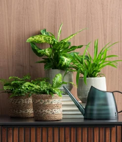 Dehner Grünpflanzen > Dieffenbachie - Dieffenbachia seguine compacta
