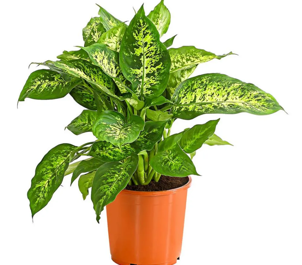 Dehner Grünpflanzen > Dieffenbachie - Dieffenbachia seguine compacta