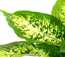 Dehner Grünpflanzen > Dieffenbachie - Dieffenbachia seguine compacta