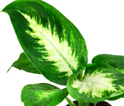 Dehner Dieffenbachie - Dieffenbachia Outlet