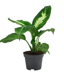 Dehner Dieffenbachie - Dieffenbachia Outlet