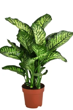 Dehner Dieffenbachie - Dieffenbachia seguine 'Maroba' Best