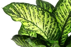 Dehner Dieffenbachie - Dieffenbachia seguine 'Maroba' Best