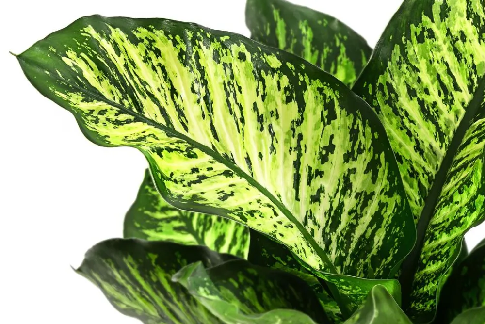 Dehner Dieffenbachie - Dieffenbachia seguine 'Maroba' Best