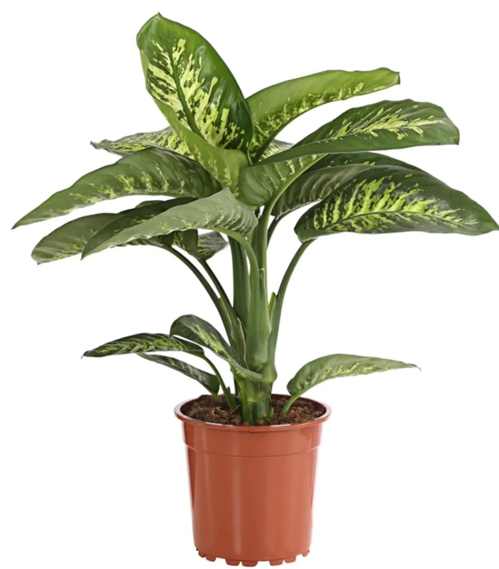 Dehner Grünpflanzen - Dieffenbachie - Dieffenbachia amoena 'Reeva'