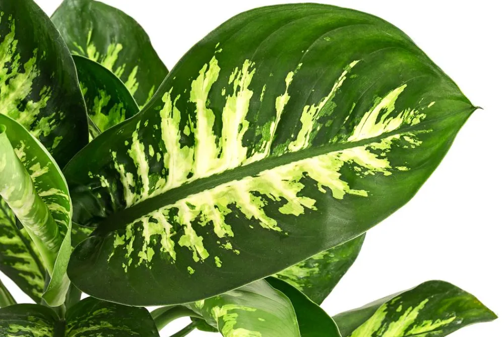 Dehner Grünpflanzen - Dieffenbachie - Dieffenbachia 'Tropic Snow'
