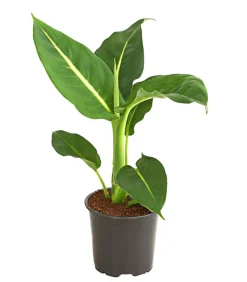 Dehner Grünpflanzen > Dieffenbachie - Dieffenbachia maculata, verschiedene Sorten